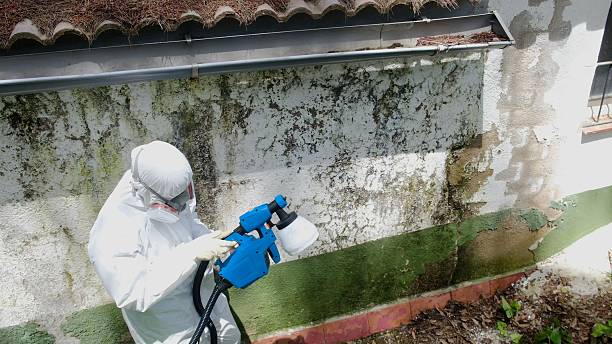 Trusted Black Mold Removal service in Arlington Heights, IL - Cheap Mold Removal